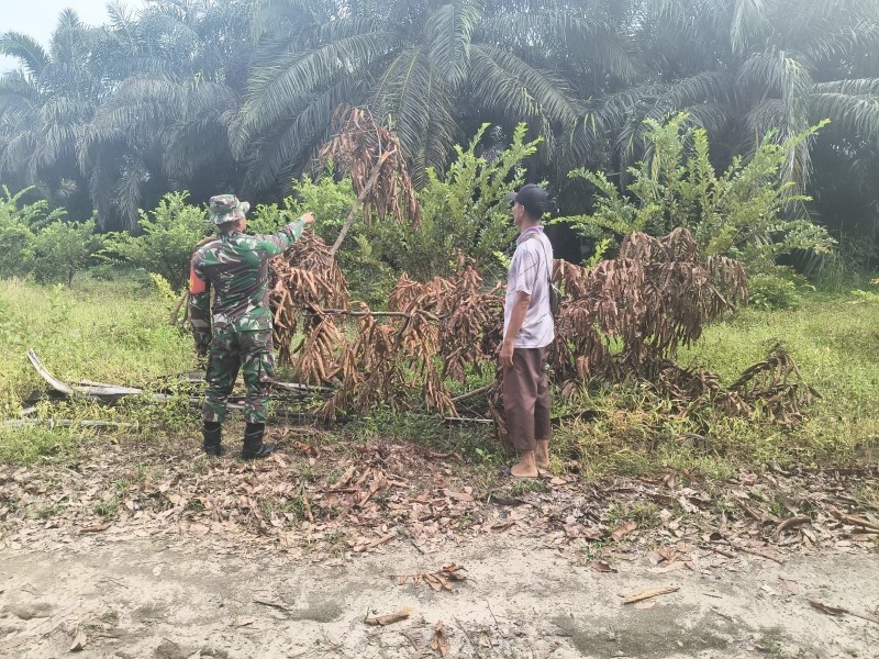 Babinsa Koramil 01/Dumai Patroli Karhutla Sekaligus Dampingi Petani Cabai