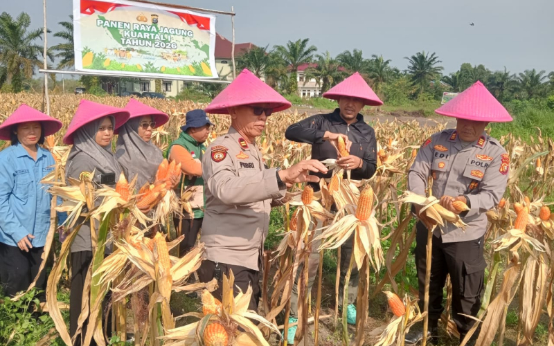 Dukung Swasembada Pangan, Polsek Dumai Barat Panen Raya Jagung