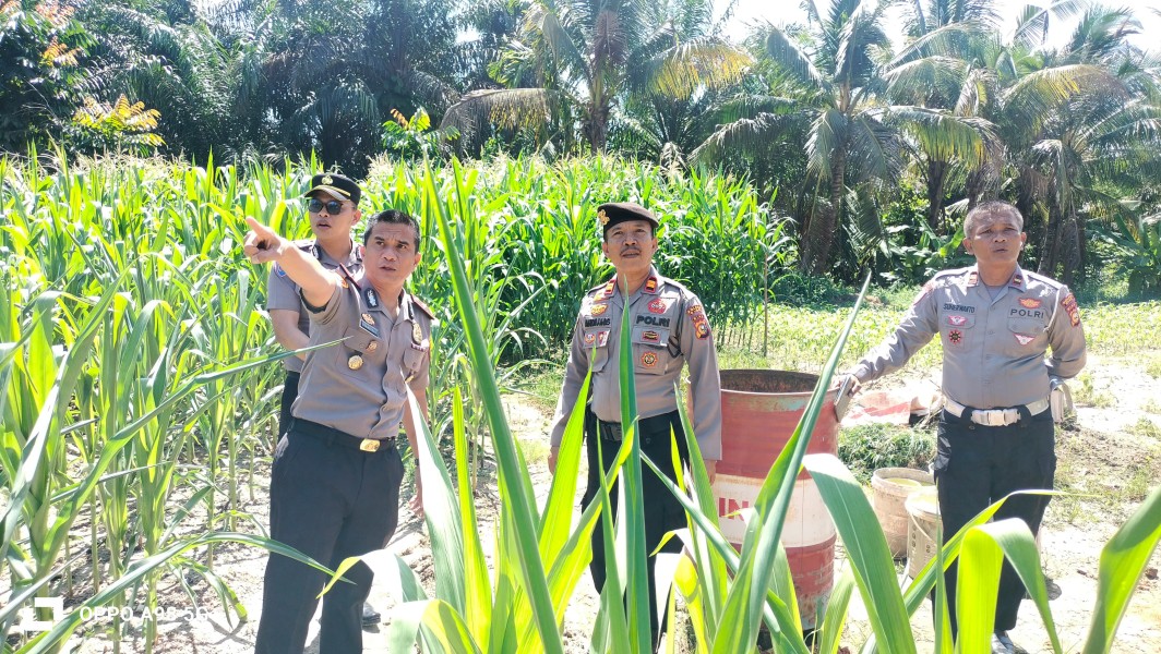 Polsek Minas Laksanakan Pengecekan Jagung Pipil Kuartal II di Kampung Minas Barat, Dukung Program Ketahanan Pangan Nasional