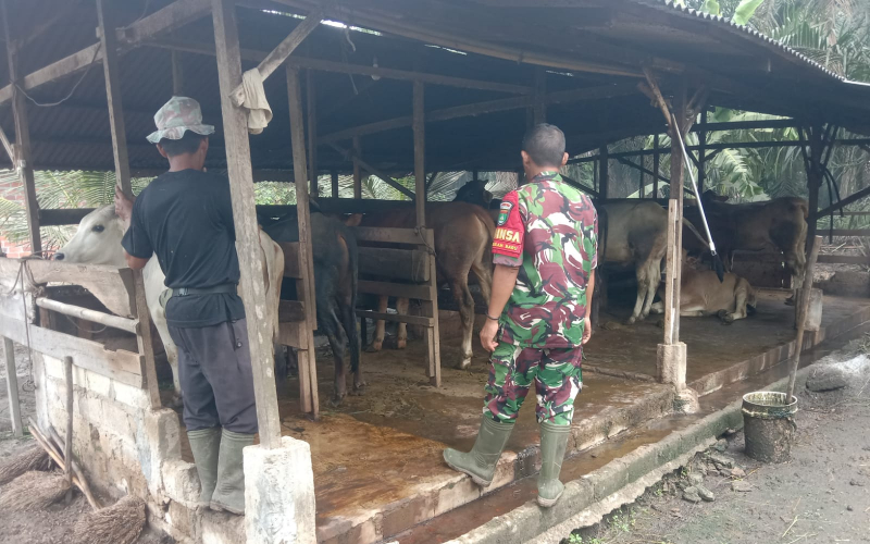 Sertu Jainal Arifin Tinjau Kesehatan Sapi Warga, Pastikan Bebas dari PMK