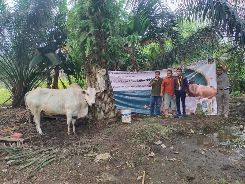 Peduli Masyarakat Sekitar Pabrik PT Pacific Indopalm Industries Berikan Bantuan Hewan Qurban