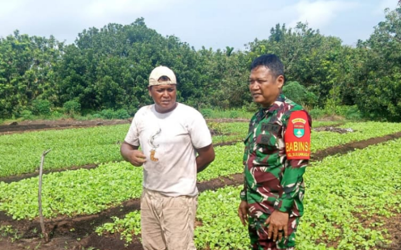 Dukung Ketahanan Pangan, Babinsa Bulu Kasap Lakukan Pendampingan Tanaman Kangkung