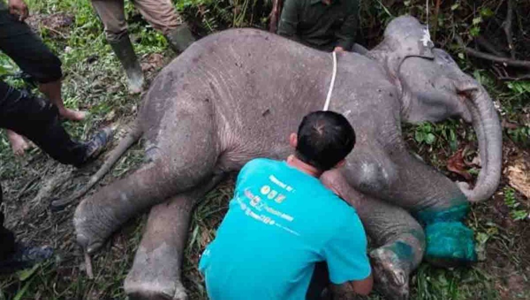 BBKSDA Riau Ungkap 23 Gajah Mati di TNTN Sejak 2015, Habitat Rusak Jadi Penyebab Utama