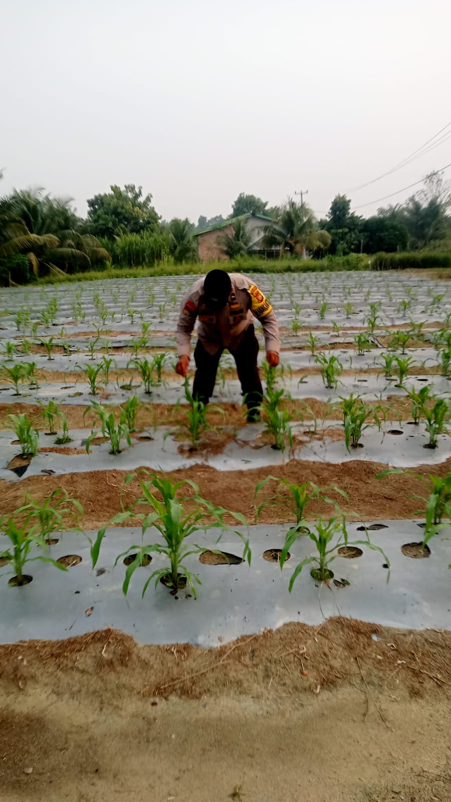 Usia 21 Hari, Jagung Pipil di Mandiangin Tumbuh Subur, Polisi Siapkan Langkah Lanjutan Ketahanan Pangan Nasional