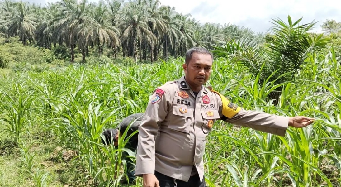 Polsek Minas Monitoring Tanaman Jagung Pipil Usia 42 Hari di Minas Timur, Pertumbuhan Terpantau Baik