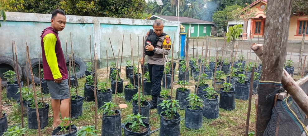 Bhabinkamtibmas Polsek Pasir Penyu Dorong Warga Sungai Lala Kembangkan Budidaya Cabai Demi Ketahanan Pangan