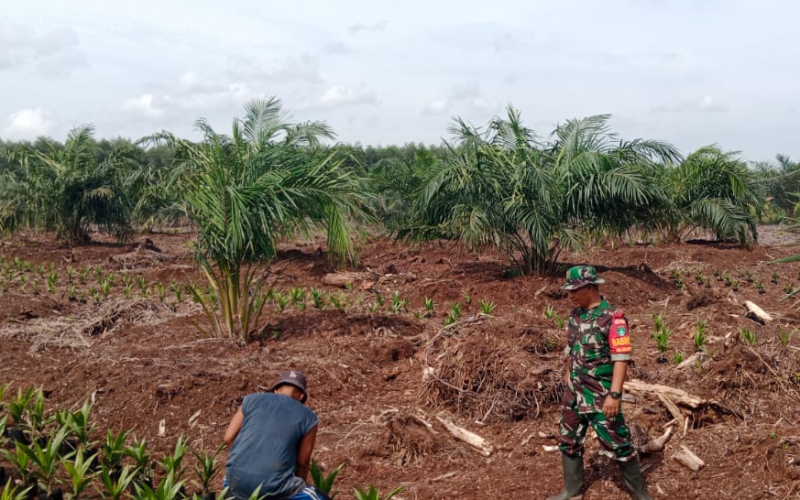 Jelang Musim Kemarau, Babinsa Koramil 03 Sei Sembilan Patroli Lahan Rawan Terbakar di Sungai Geniot