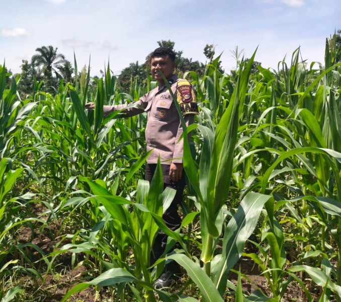 Bukan Hanya untuk Jaga Keamanan, Polsek Bangkinang Barat Terus Pantau Perkembangan Jagung di Desa Siabu