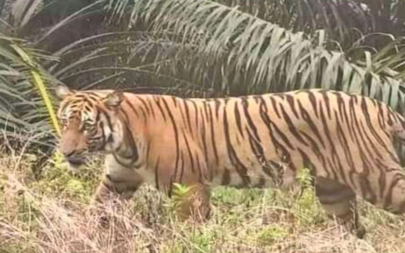 Harimau Sumatera Terekam Kamera di Kebun Sawit Siak