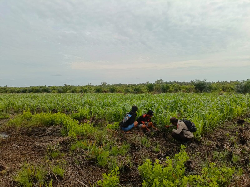 Bhabinkamtibmas Desa Sungai Nyiur Dampingi Petani Jagung, Dukung Ketahanan Pangan Nasional