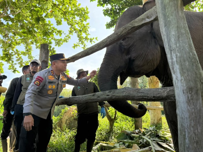Di Tesso Nilo, Bayi Gajah Baru Lahir Diberi Nama Nona Seroja