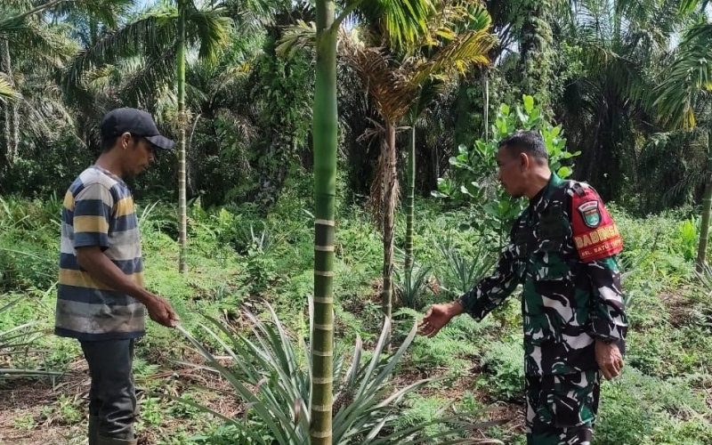 Dukung Ketahanan Pangan, Babinsa Batu Teritip Dampingi Pertanian Nanas