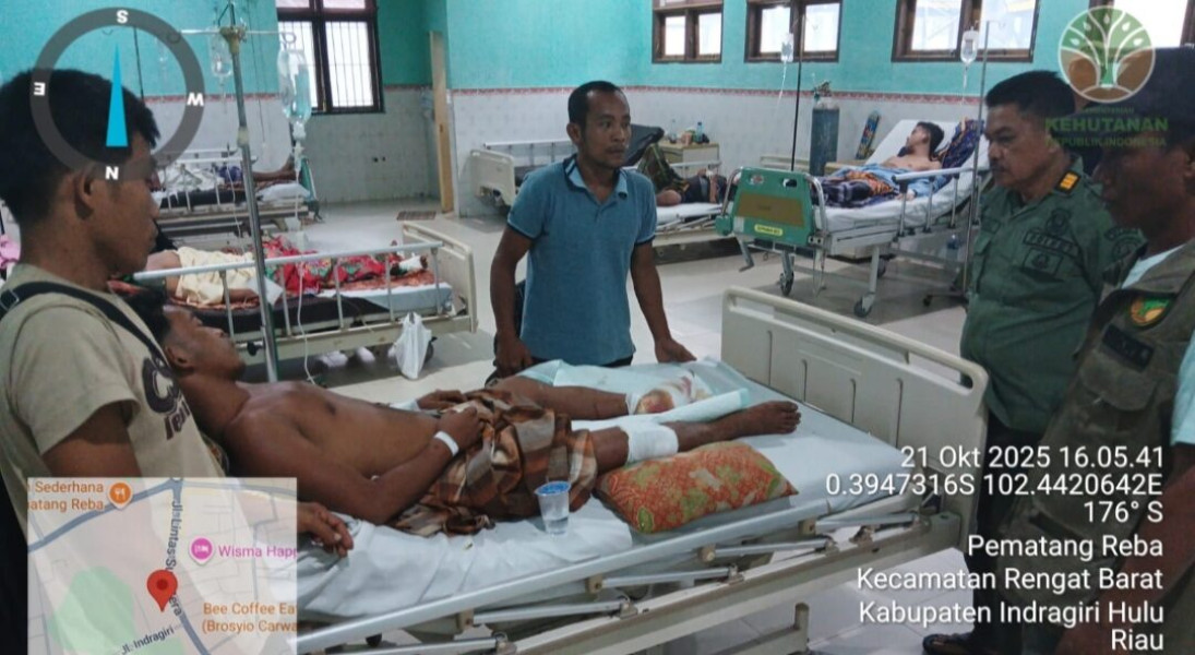Ngeri! Seorang Petani Damar di Inhu Diserang 2 Harimau, Untung Korban Selamat