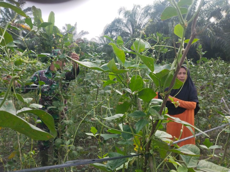 Dampingi Budidaya Kacang Panjang, Babinsa Bangsal Aceh Sosialisasikan Pencegahan Karhutla