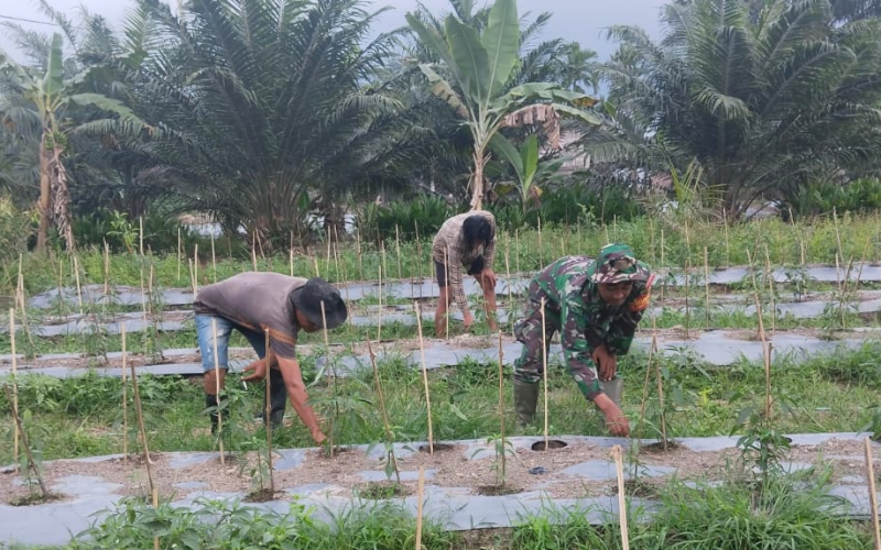 Serda Muh Ali Mustofa Bantu Petani Cabai Tingkatkan Hasil Panen di Batu Teritip