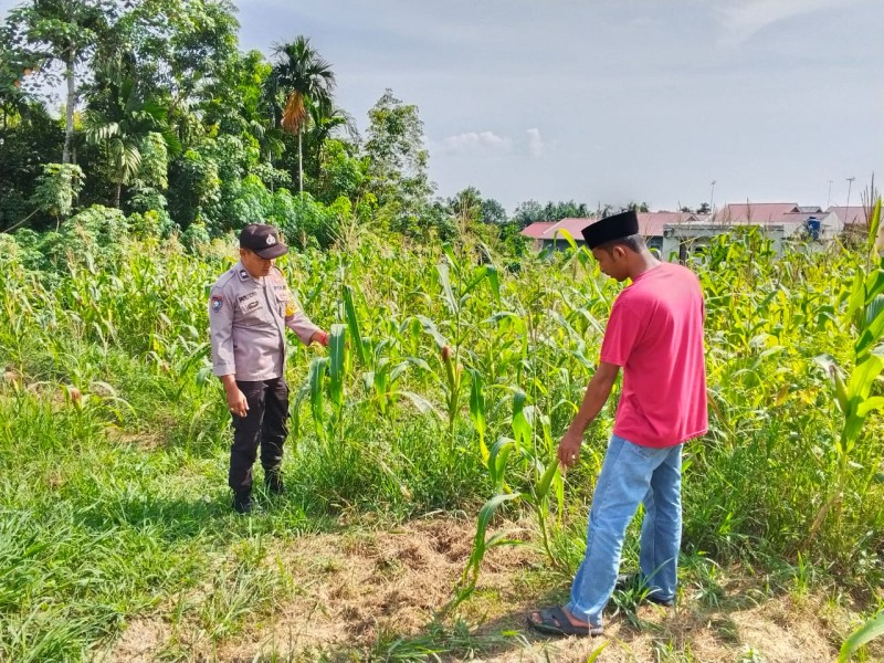 Polsek Bandar Sei Sekijang Pantau Kebun Jagung Warga, Polri Hadir dukung ketahanan Pangan