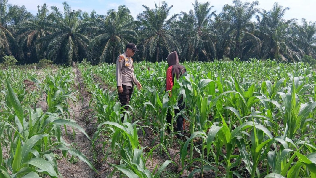 Polsek Ukui Perkuat Ketahanan Pangan, Bhabinkamtibmas Pantau Pertumbuhan Jagung Petani di Desa Air Hitam