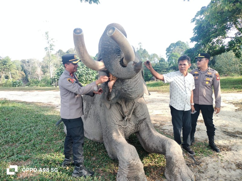Kapolsek Minas Monitoring Gajah Sumatra di Minas Jaya, Pastikan 14 Ekor dalam Kondisi Sehat dan Aman