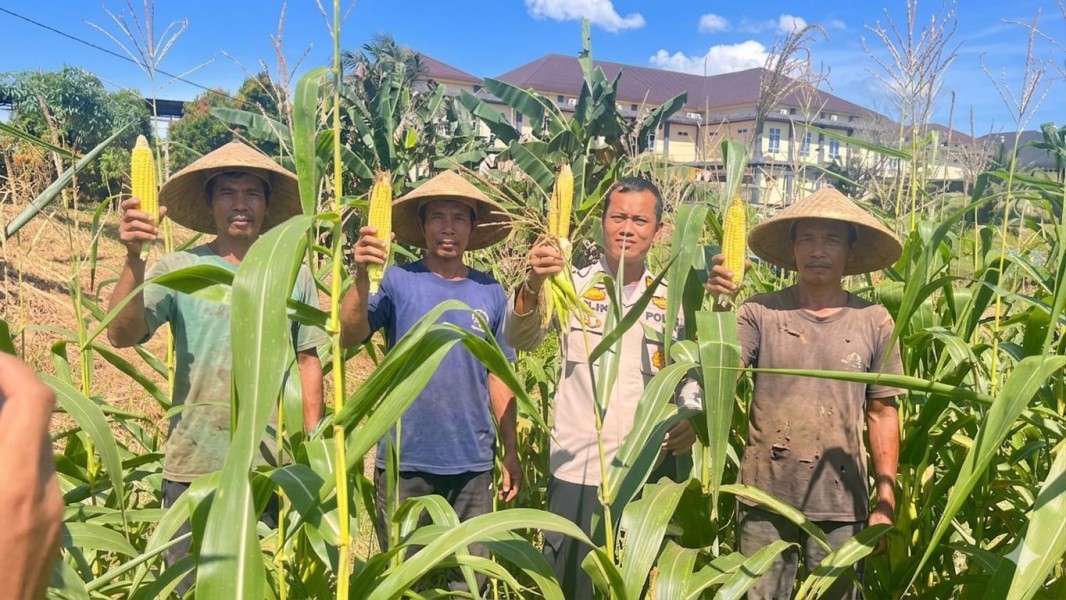 Polres Rokan Hulu Dukung Swasembada Pangan, Jagung Hibrida di Belakang Mapolres Tumbuh Subur