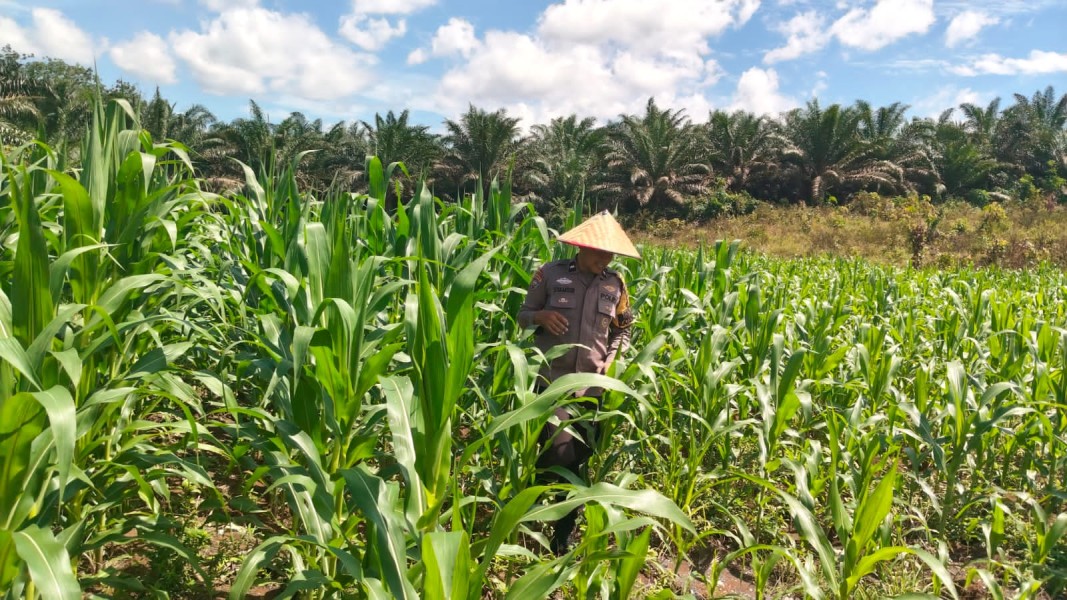 Prioritas Ketahanan Pangan Personel Polsek Bangkinang Barat Terus Pantau Cek Perkembangan Jagung Desa Siabu