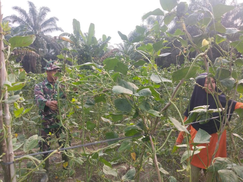 Babinsa Bangsal Aceh Dampingi Petani Kacang Panjang Sekaligus Cegah Karhutla