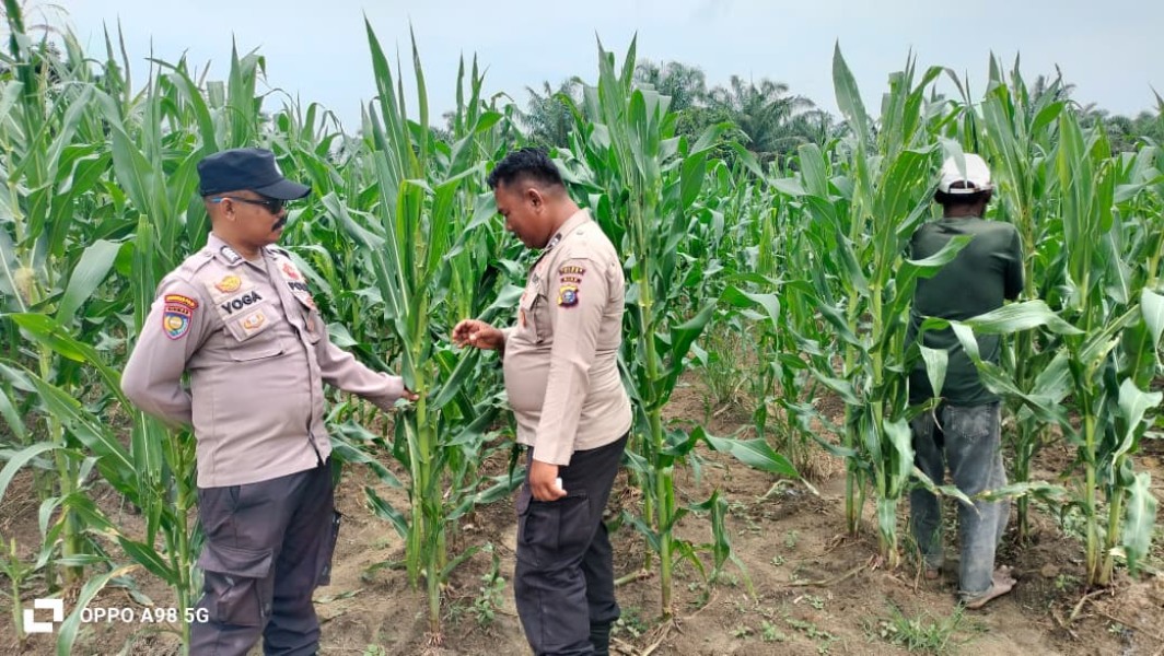Jagung Poktan Dahlia Kuning Program Ketahanan Pangan Nasional Tumbuh Subur, Polsek Minas Lakukan Pemantauan
