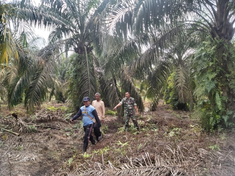 Babinsa Serda Deddy H Gelar Patroli Cegah Karhutla di Kampung Tualang