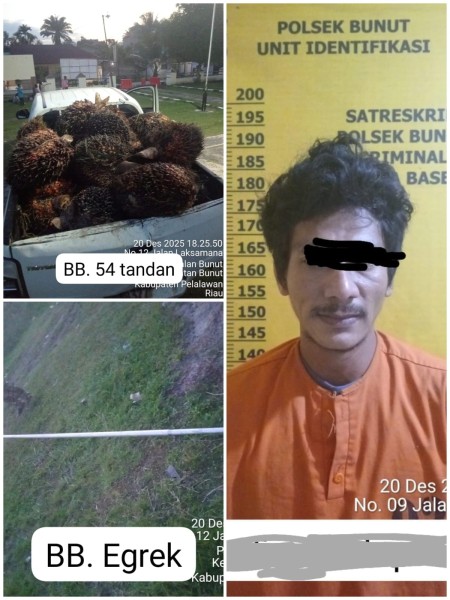 Pelaku Pencurian Sawit Dibekuk di Bunut