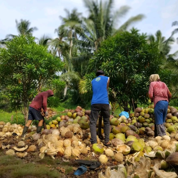 Harga Kelapa Bulat Kian Tertekan, PLT Kadisdagtri Inhil:  Ketidakseimbangan Pasokan Lokal hingga Dinamika Global Jadi Pemicu Turunnya Harga