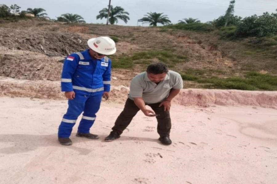 Ada Jejak Harimau Sumatra di Area Kerja Pertamina Hulu Rokan Siak
