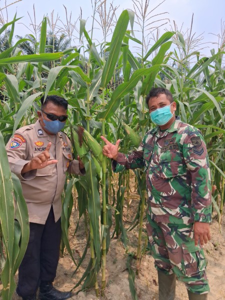 Bhabinkamtibmas Rantau Bertuah Bersama Babinsa Cek Jagung Pipil Program Ketahanan Pangan Nasional