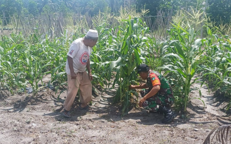 Sinergi TNI dan Petani: Babinsa Gurun Panjang Dukung Swasembada Pangan