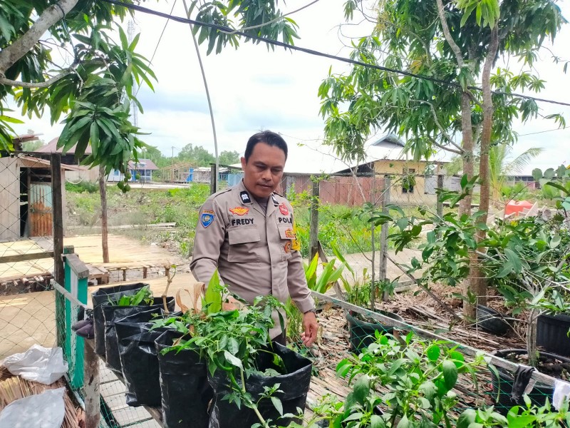 Dukung Ketahanan Pangan, Polsek Kuindra Cek Tanaman Cabai Berusia 35 Hari