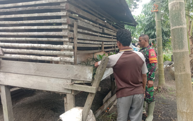 Rutin Sambangi Peternakan, Babinsa Koramil 03 Sosialisasi Bahaya PMK