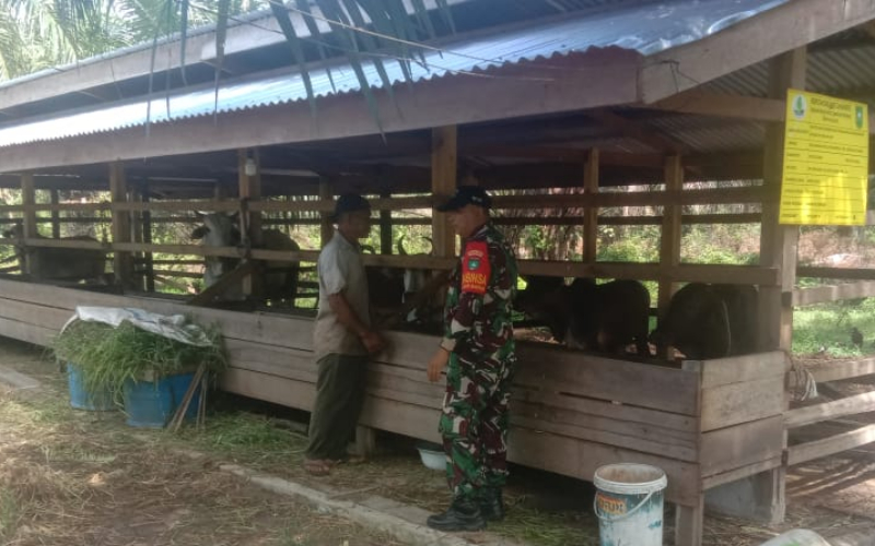 Babinsa Koramil 02 Bukit Kapur Turun Langsung Pastikan Ternak Warga Bebas PMK
