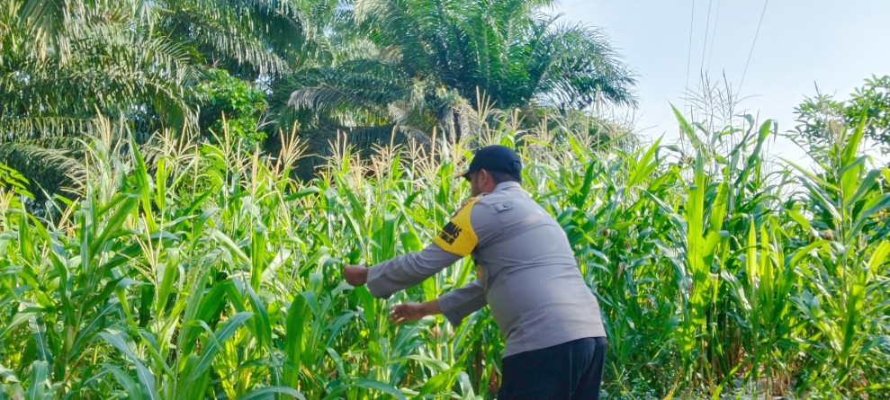 Bhabinkamtibmas Polsek Minas Cek Perkembangan Jagung Pipil, Dukung Program Ketahanan Pangan di Minas Timur