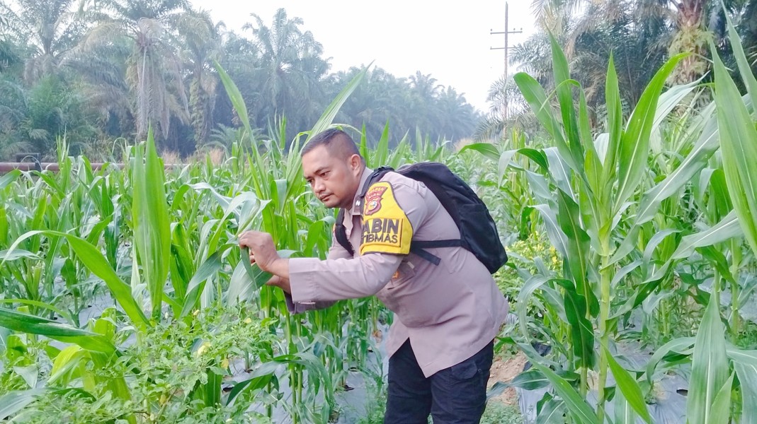 Polsek Minas Pantau Perkembangan Jagung Pipil Usia 49 Hari di Minas Timur