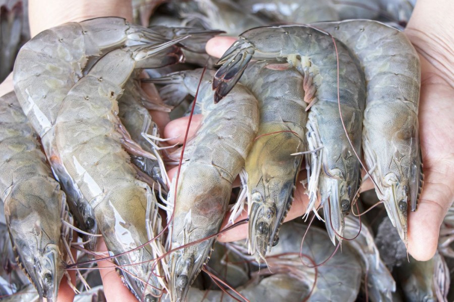 Ekspor Udang Beku 20.454 Ton ke AS Dipastikan Aman dan Bebas Radiasi Cesium 137