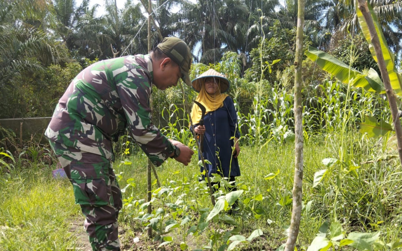 Sertu Jumat Desmanto Turun ke Ladang, Dukung Swasembada Pangan di Bukit Kapur