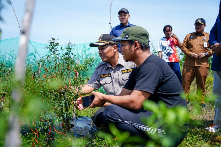 Dorong Stabilitas Harga Cabai, Wabup Bagus Santoso Tinjau Lahan Pertanian di Bantan