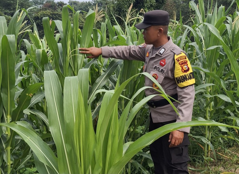 Polsek Minas Pantau Budidaya Jagung Program Ketahanan Pangan di Minas Jaya