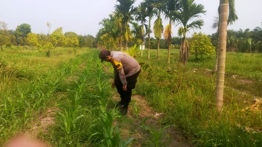 Bhabinkamtibmas Polsek Koto Gasib Monitoring Perkembangan Jagung Pipil Poktan Mekar Sari