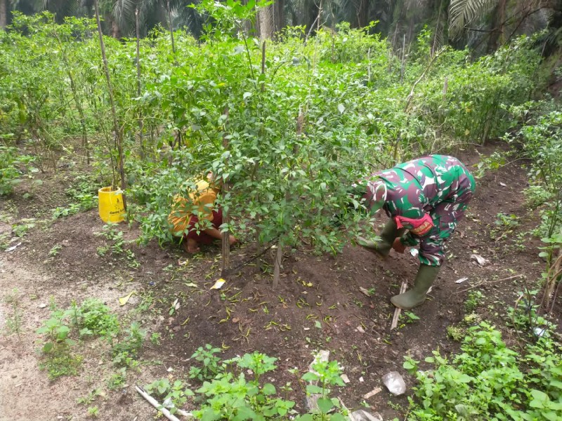 Babinsa Koramil 03/Sungai Sembilan Dorong Warga Kembangkan Tanaman Cabai