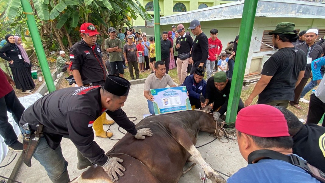Masjid Raya An-Nur Sembelih 8 Sapi dan 3 Kambing, Daging Kurban Dibagikan kepada 500 Lebih Penerima