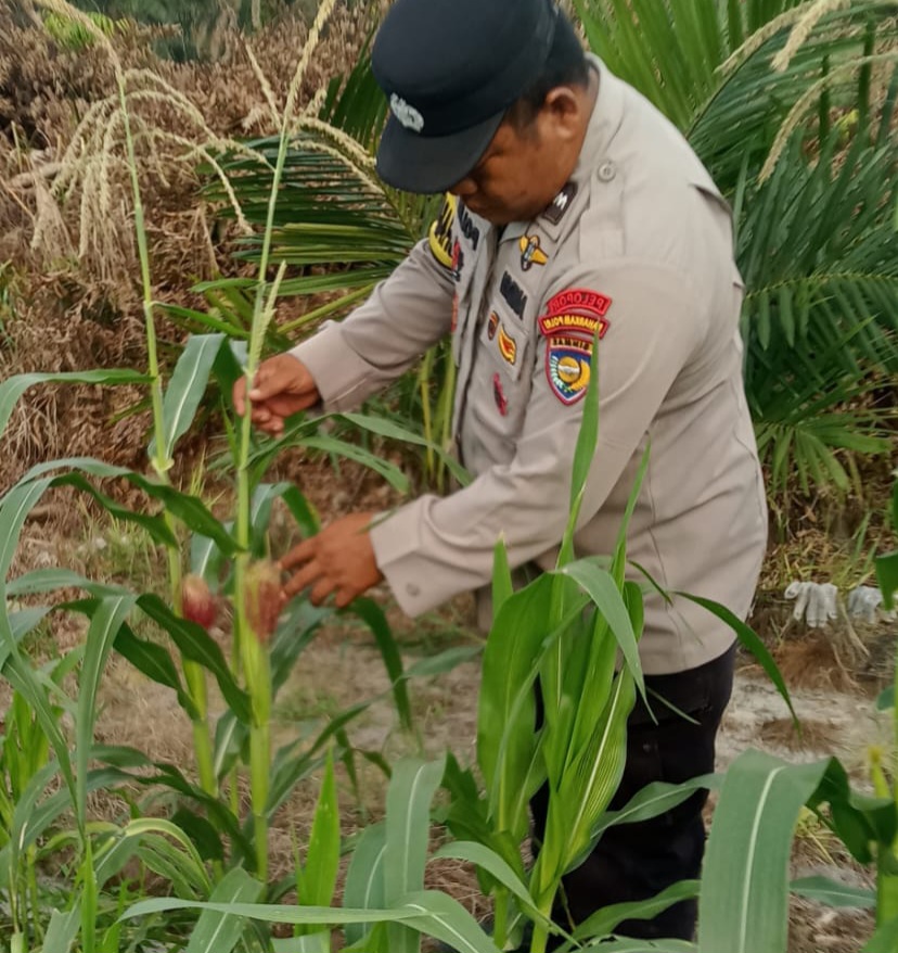 Jagung Pipil di Mandiangin Tumbuh hingga 120 Cm, Polsek Minas Pantau Program Ketahanan Pangan Nasional