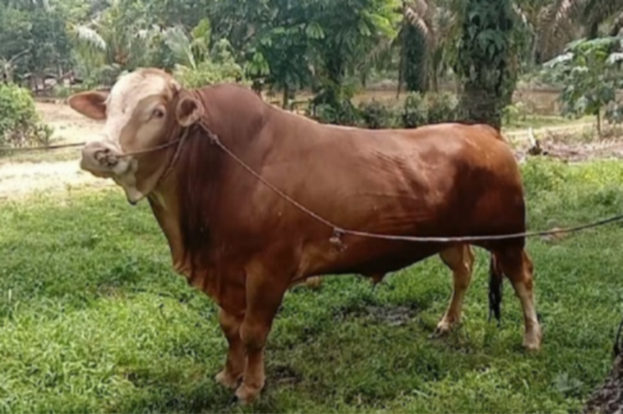 Dua Sapi dari Rokan Hulu Jadi Hewan Kurban Presiden Prabowo
