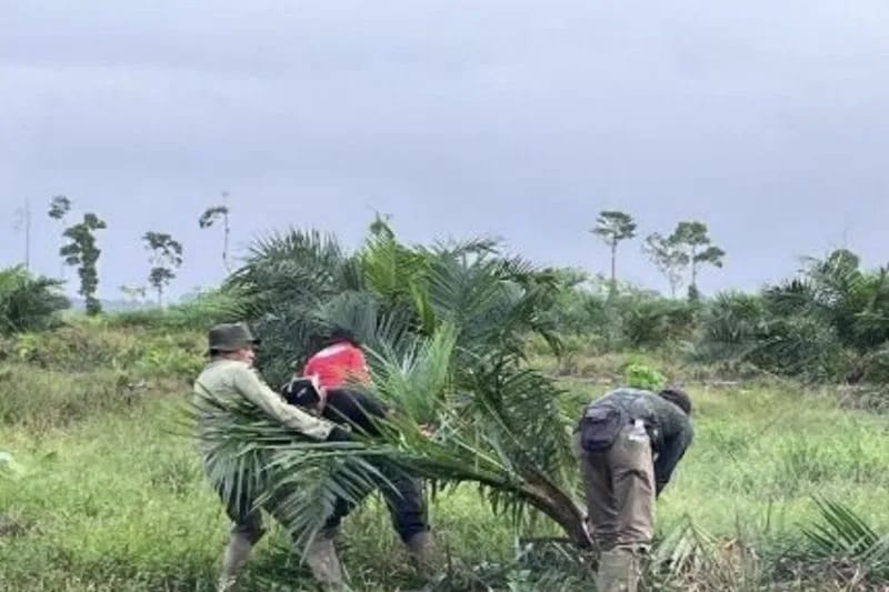 Balai TNBS Musnahkan 98,8 Hektare Sawit Ilegal di Rawa Gambut Berbak