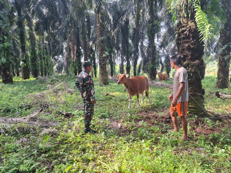 Koptu L. Sigalingging Laksanakan Surveilans PMK di Perawang Barat, Pastikan Sapi Warga Sehat