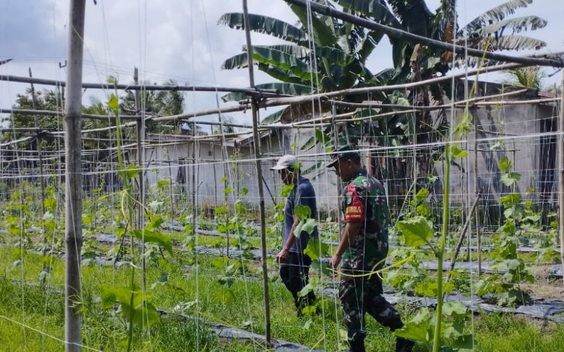 Babinsa Koramil 03 Sungai Sembilan Laksanakan Pendampingan Pertanian Tanaman Gambas