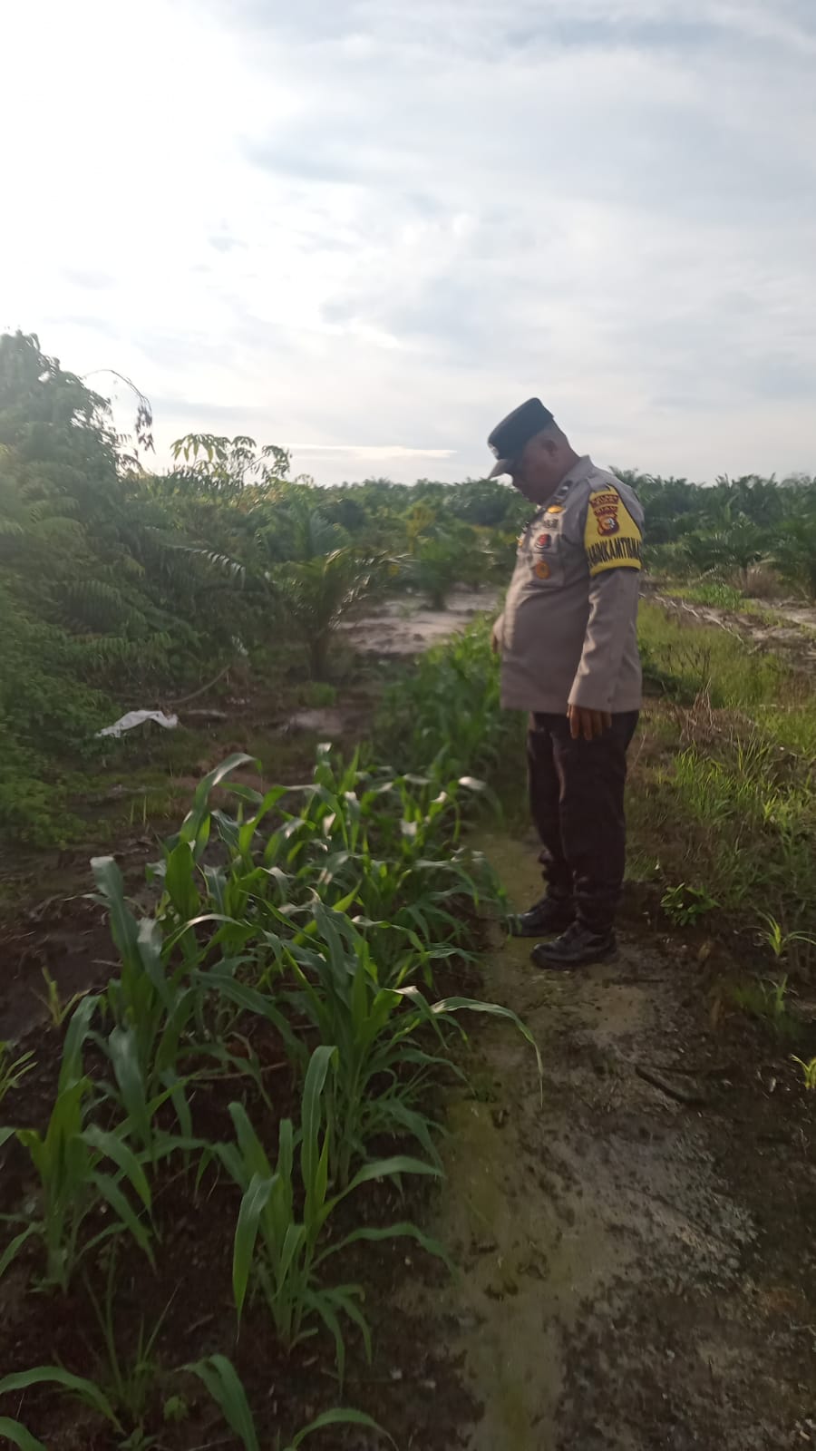 Jagung Pipil Tumbuh Subur di Minas, Polisi Kawal Ketahanan Pangan Hingga ke Lahan Petani